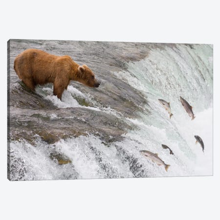 Grizzly Bear Fishing For Sockeye Salmon Which Are Jumping Up Waterfall, Brooks Falls, Katmai National Park, Alaska Canvas Print #BTR2} by Matthias Breiter Canvas Print