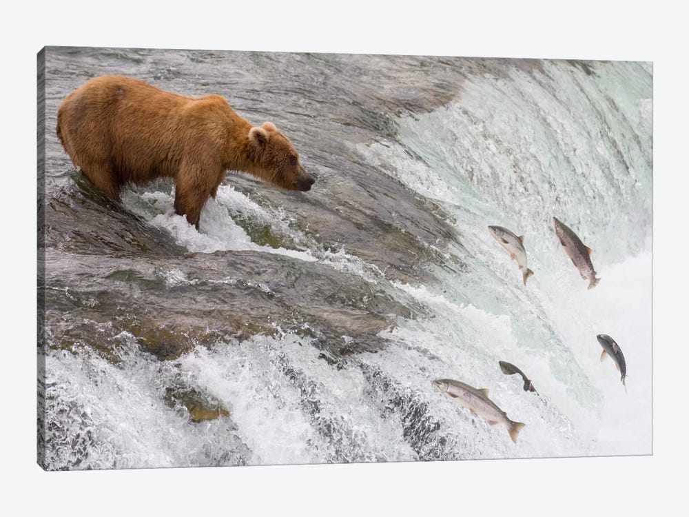 Grizzly Bear Fishing For Sockeye Salmon Which Are Jumping Up Waterfall, Brooks Falls, Katmai National Park, Alaska by Matthias Breiter 1-piece Canvas Print