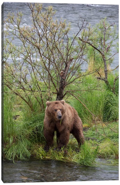 Grizzly Bear Male Scent Marking On Rubbing Tree, Katmai National Park, Alaska Canvas Art Print