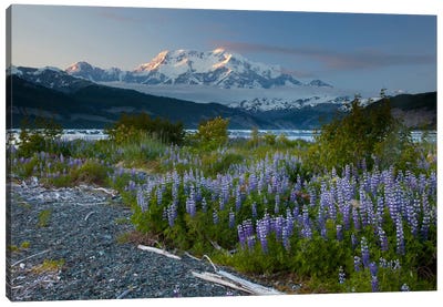 Lupine Flowers And Mount Saint Elias Rising Above Taan Fjord, Icy Bay, Wrangell-St. Elias National Park, Alaska I Canvas Art Print