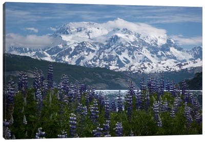 Lupine Flowers And Mount Saint Elias Rising Above Taan Fjord, Icy Bay, Wrangell-St. Elias National Park, Alaska II Canvas Art Print