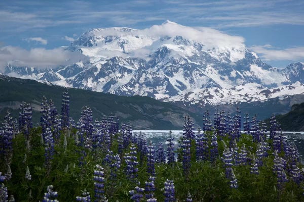 Snowy Mountains: Lupine Flowers And Mount Saint Elias Rising Above Taan Fjord, Icy Bay, Wrangell-St. Elias National Park, Alaska II by Matthias Breiter
