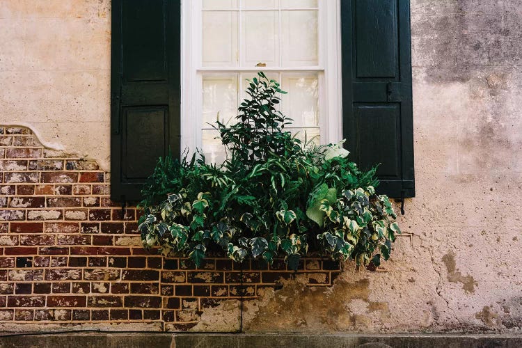 Charleston Walls IX