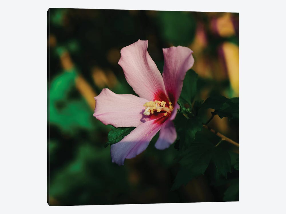 Charleston Blooms VI by Bethany Young 1-piece Canvas Art