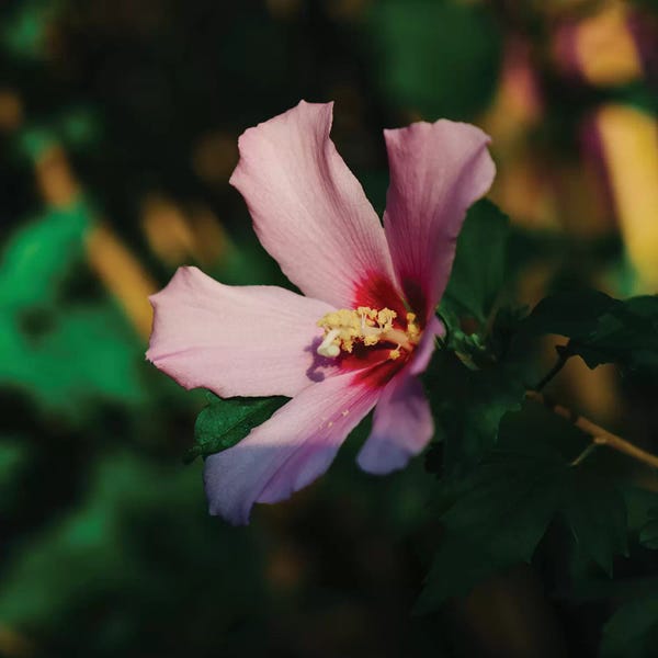 South Carolina: Charleston Blooms VI by Bethany Young