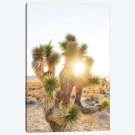Joshua Tree Sunrise Canvas Print #BTY102} by Bethany Young Canvas Art