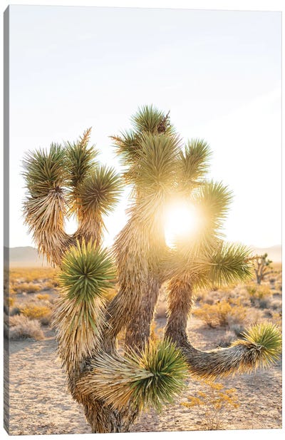 Joshua Tree Sunrise Canvas Art Print - Desert Landscape Photography