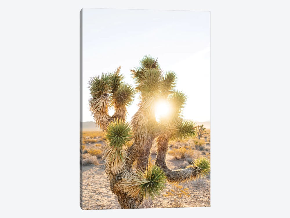 Joshua Tree Sunrise by Bethany Young 1-piece Canvas Print