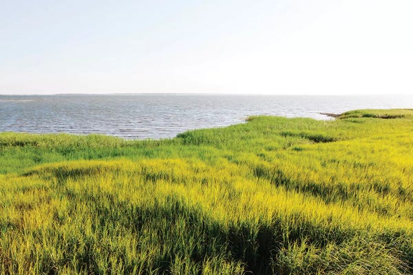 South Carolina: Charleston's Pitt Street Bridge V by Bethany Young