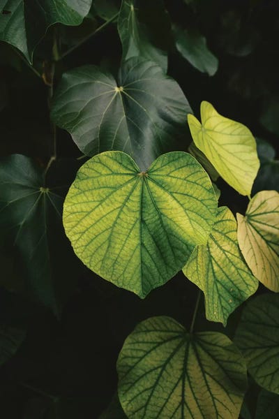 Hawaiian Heart by Bethany Young multi panel art