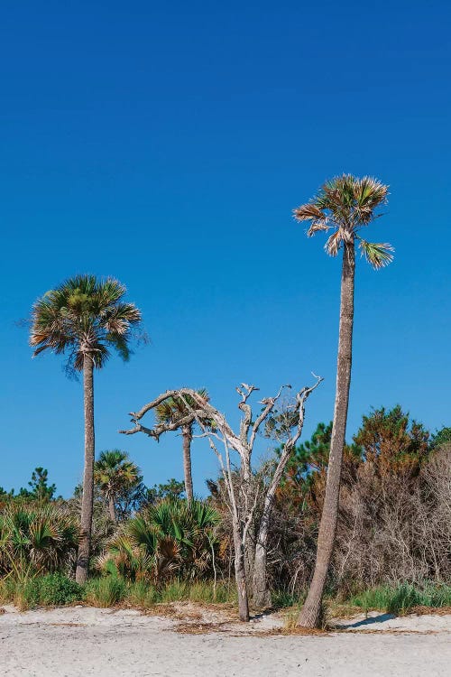 Sullivan's Island XII by Bethany Young wall art