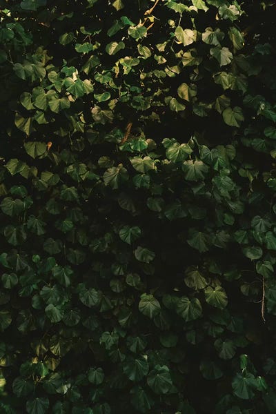 Hawaiian Hearts by Bethany Young canvas print