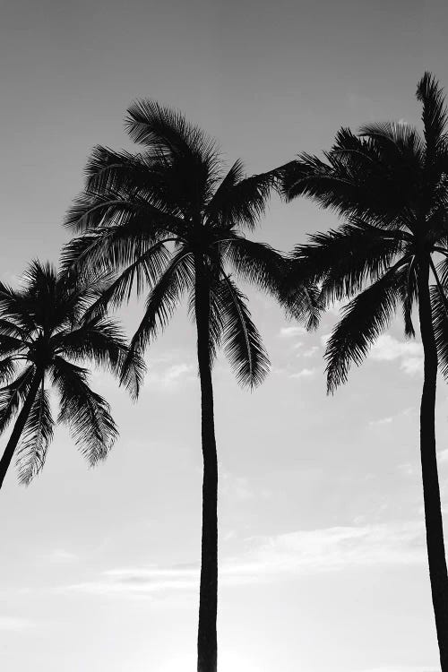 Hawaiian Palms III