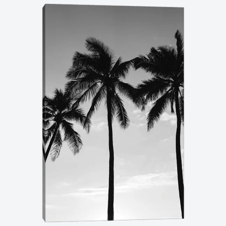 Hawaiian Palms III Canvas Print #BTY108} by Bethany Young Canvas Wall Art