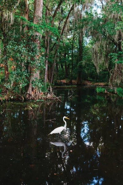 South Carolina: Charleston's Magnolia Plantation VI by Bethany Young