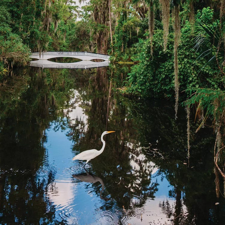 Charleston's Magnolia Plantation VII by Bethany Young wall art