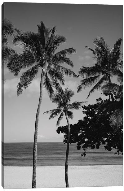 Hawaiian Palms V Canvas Art Print - Island Art