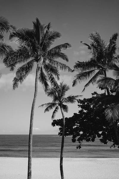 Tropical Leaves: Hawaiian Palms V by Bethany Young