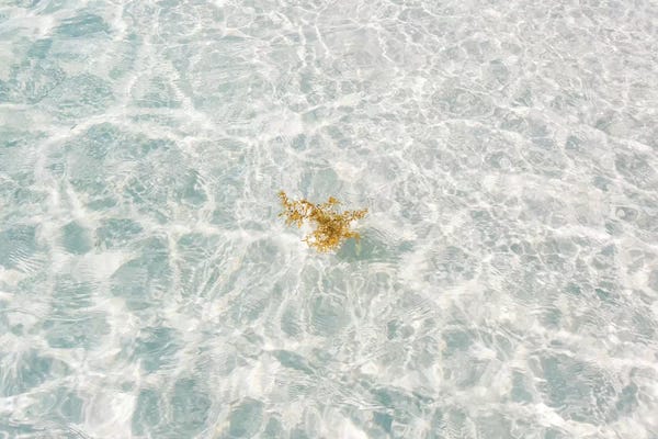 Gulf Of Mexico: Florida White Sand by Bethany Young