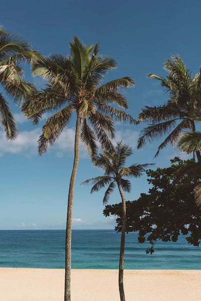 Hawaii: Hawaiian Palms VI by Bethany Young