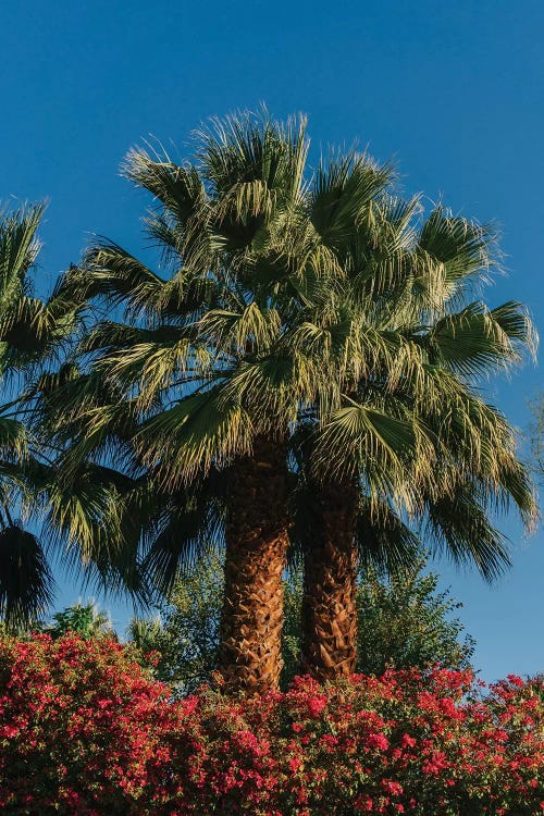 Palm Springs Palms II