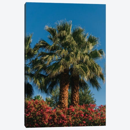 Palm Springs Palms II Canvas Print #BTY1136} by Bethany Young Canvas Wall Art