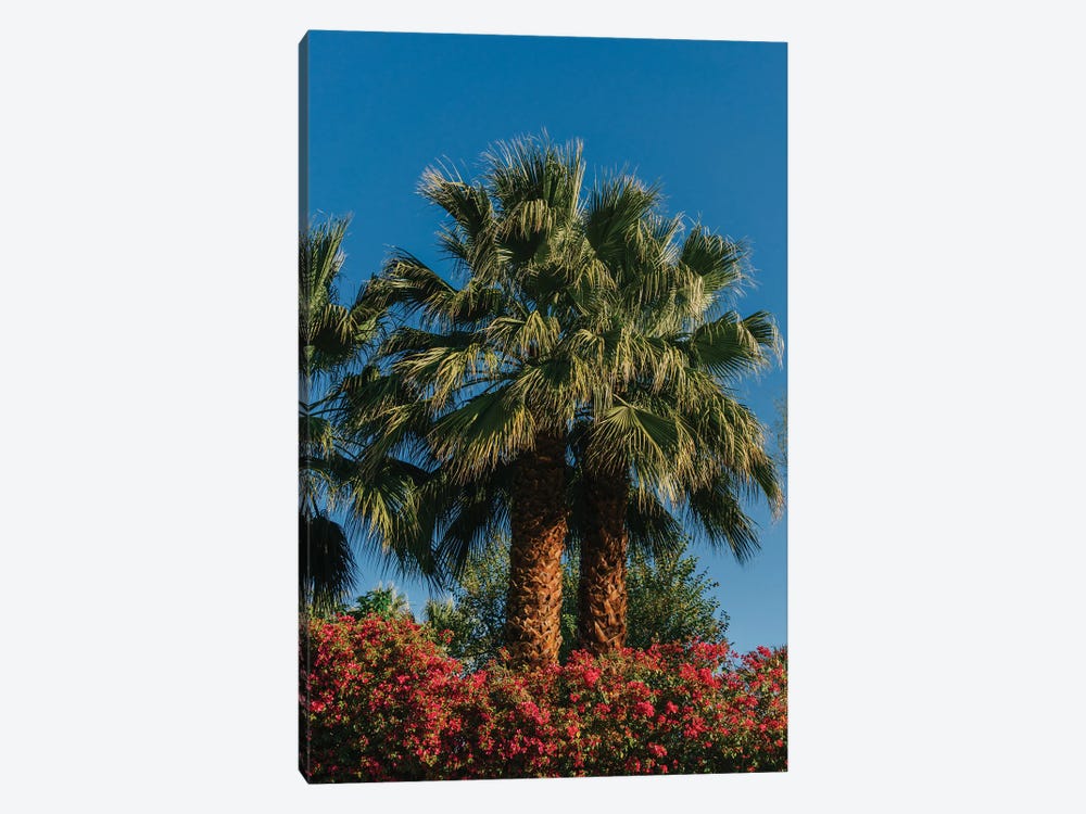 Palm Springs Palms II by Bethany Young 1-piece Art Print