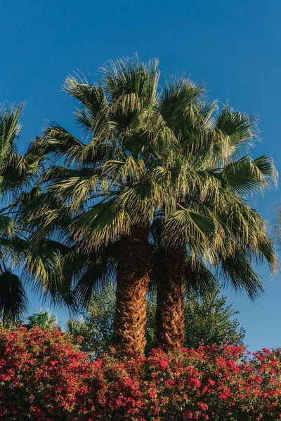 Palm Springs: Palm Springs Palms II by Bethany Young