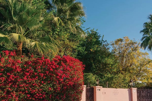 Palm Springs: Palm Springs Pink by Bethany Young