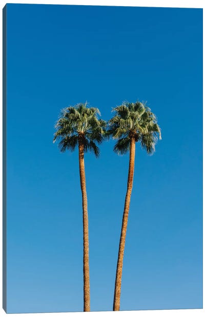 Palm Springs Twin Palms Canvas Art Print - Tree Close-Up Art