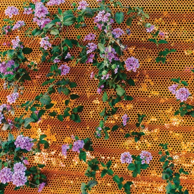 Palm Springs Blooms II by Bethany Young framed wall art