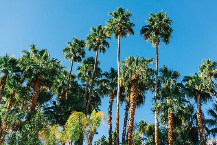 Palm Springs Palms III