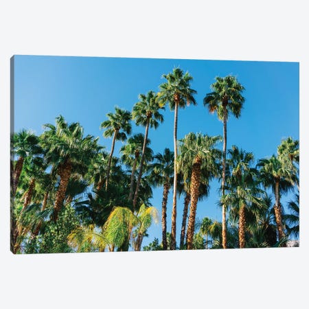 Palm Springs Palms III Canvas Print #BTY1149} by Bethany Young Canvas Artwork