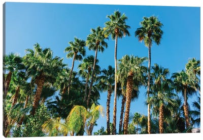 Palm Springs Palms III Canvas Art Print - Bethany Young
