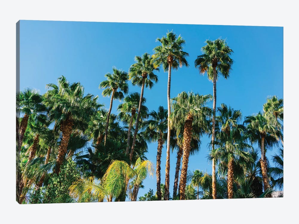 Palm Springs Palms III by Bethany Young 1-piece Canvas Print