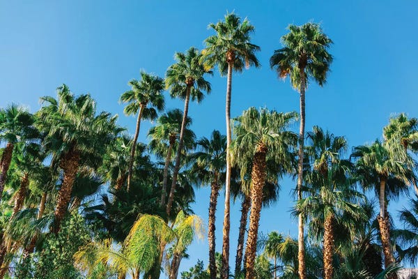 Palm Springs: Palm Springs Palms III by Bethany Young