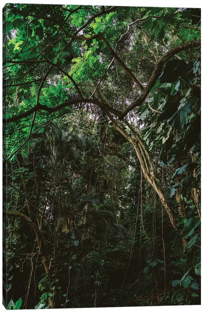 Hawaiian Forest Canvas Art Print - Jungles