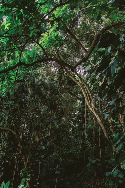 Hawaiian Forest by Bethany Young wall art