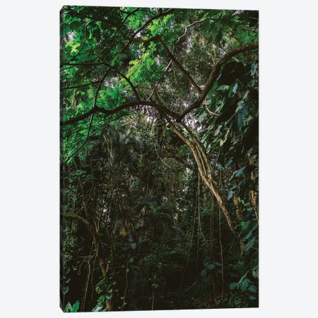 Hawaiian Forest Canvas Print #BTY114} by Bethany Young Canvas Wall Art