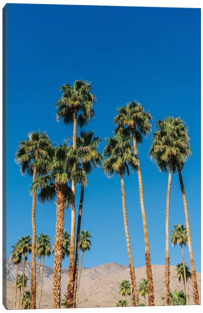 Palm Springs Palms IV Canvas Art Print - Mountains Scenic Photography
