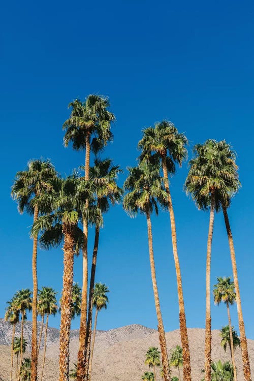 Palm Springs Palms IV by Bethany Young wall art