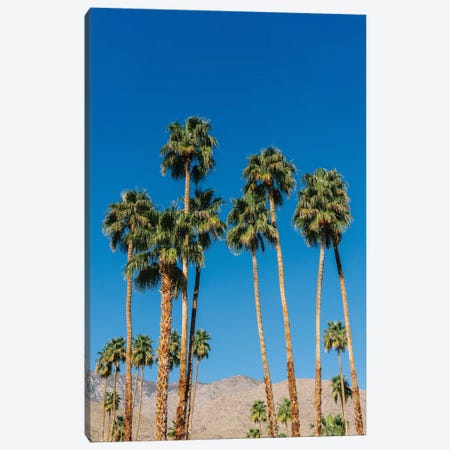 Palm Springs Palms IV Canvas Print #BTY1150} by Bethany Young Canvas Art Print