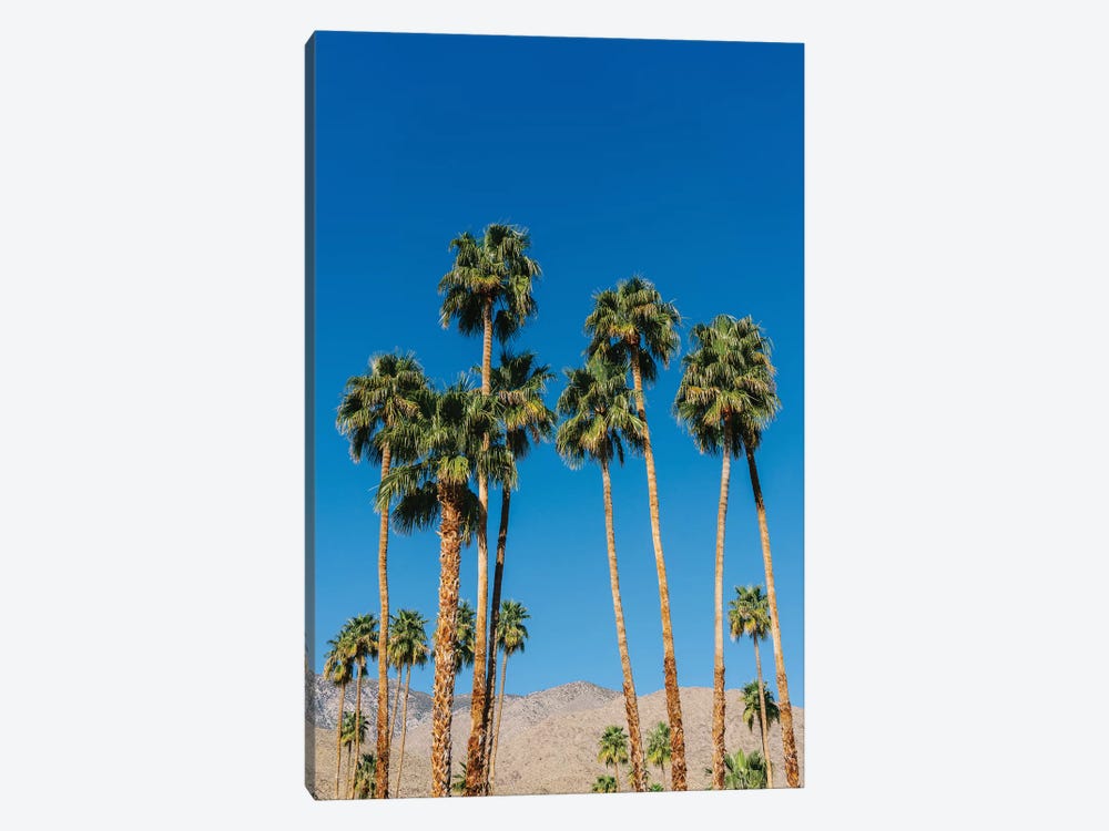 Palm Springs Palms IV by Bethany Young 1-piece Canvas Art Print