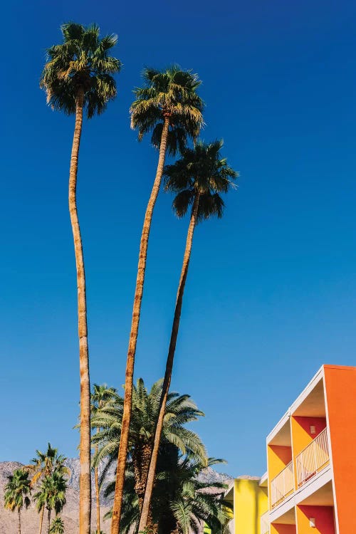 Palm Springs Vibes V