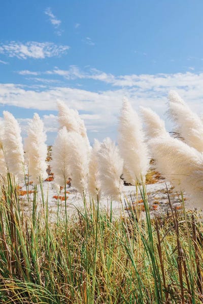 San Diego: California Beach Day III by Bethany Young