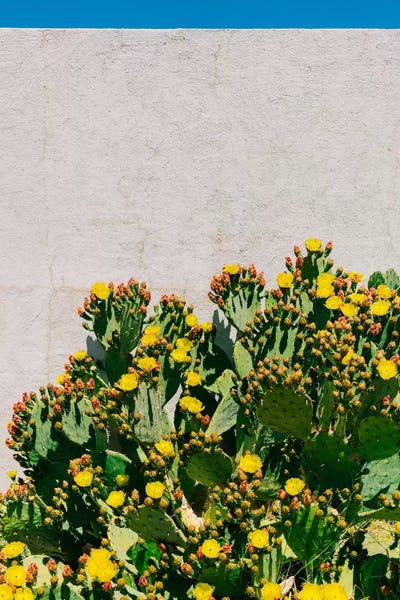 Succulents: Cactus Blooms II by Bethany Young