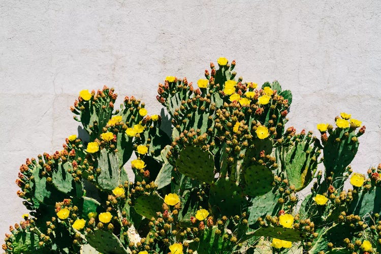 Cactus Blooms