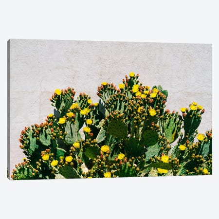 Cactus Blooms Canvas Print #BTY1181} by Bethany Young Canvas Art