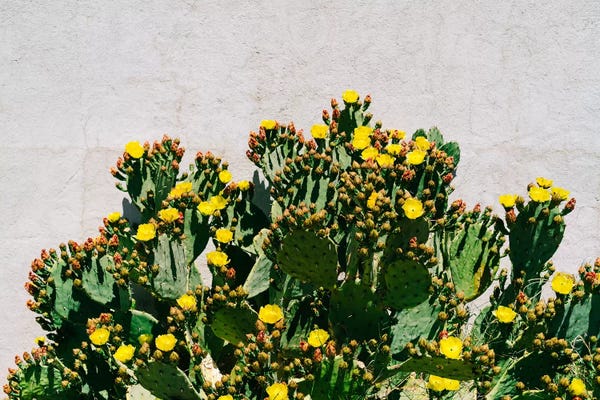 Cacti: Cactus Blooms by Bethany Young
