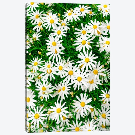 Carmel Blooms IV Canvas Print #BTY1194} by Bethany Young Canvas Wall Art